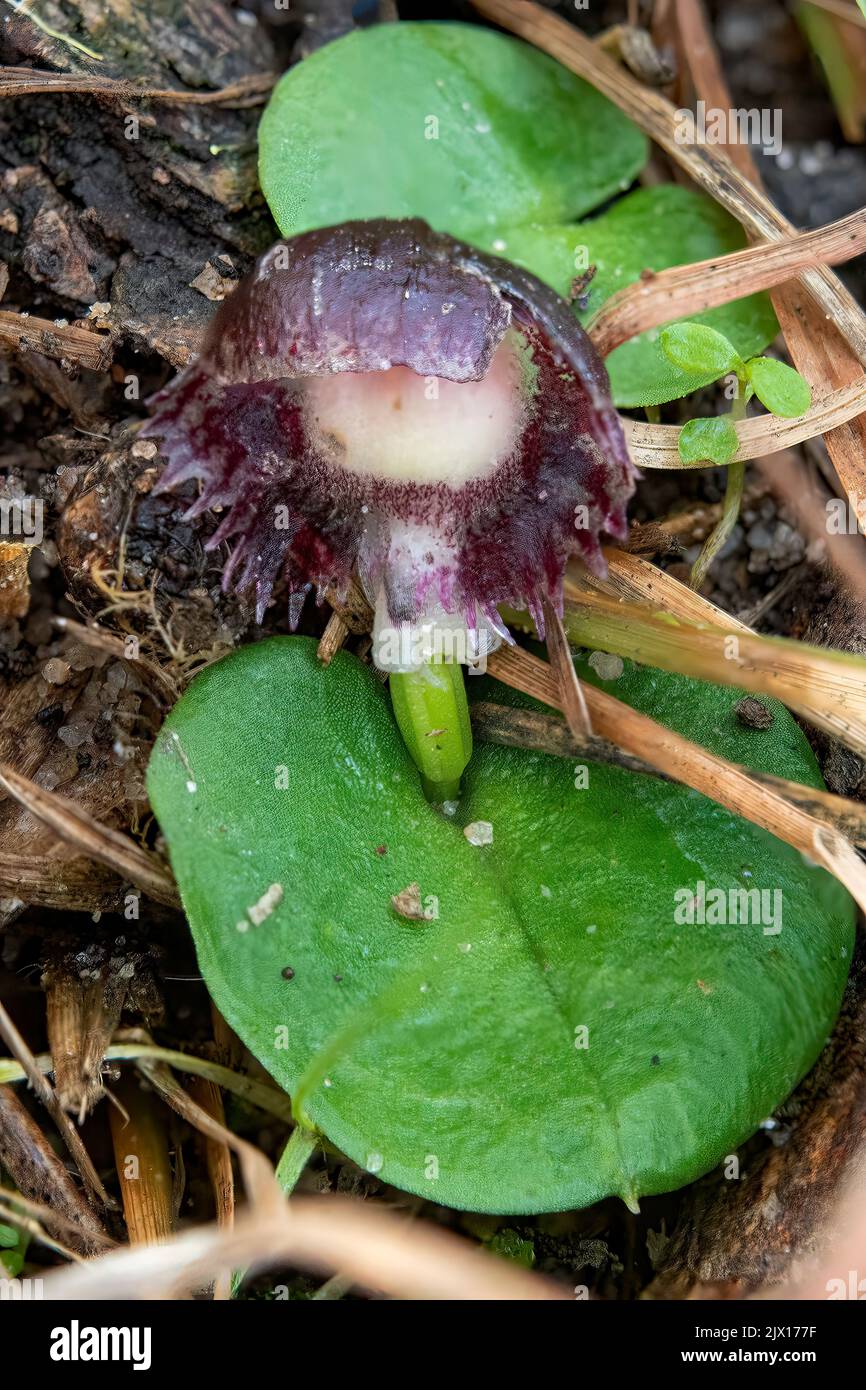 Corybas diemenicus, Veined Helmet-orchid Stock Photo