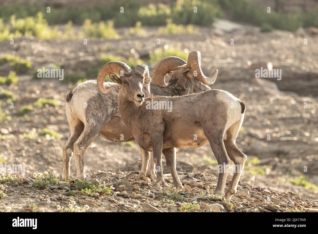 Two Big Horn Sheep Pose On Rocky Outcropping in Glacier National Park ...