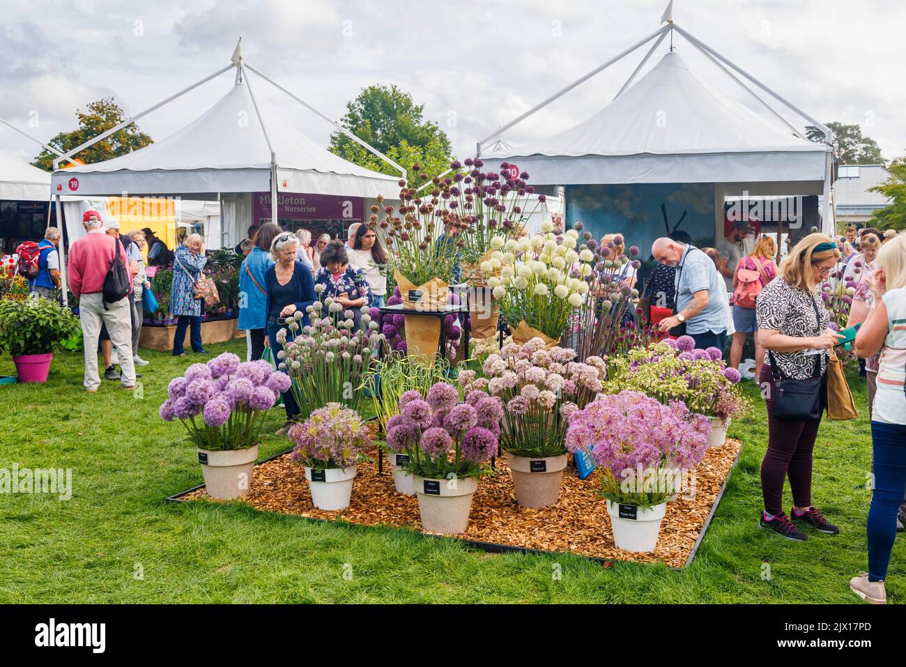 Display of alliums at a stall at the annual Wisley Taste of Autumn Festival in September at RHS Wisley, Surrey, south-east England Stock Photo