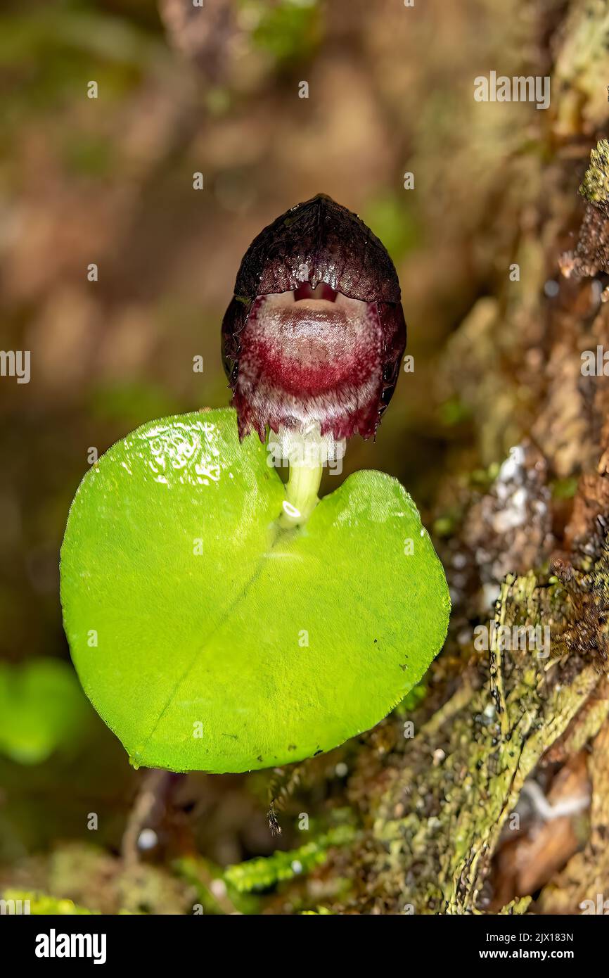 Corybas grumulus, Mountain Helmet-orchid Stock Photo