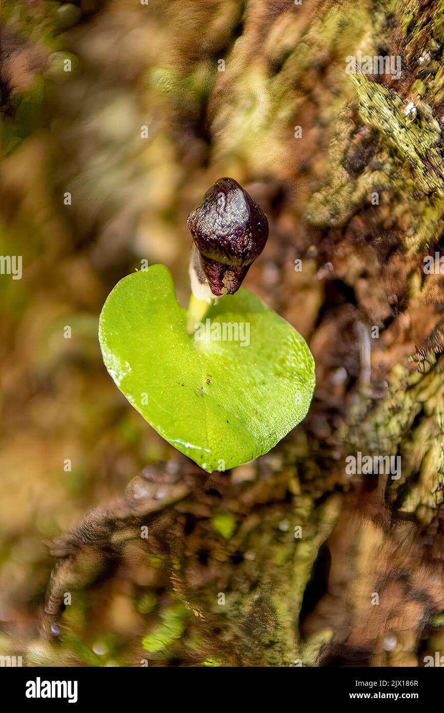 Corybas grumulus, Mountain Helmet-orchid Stock Photo