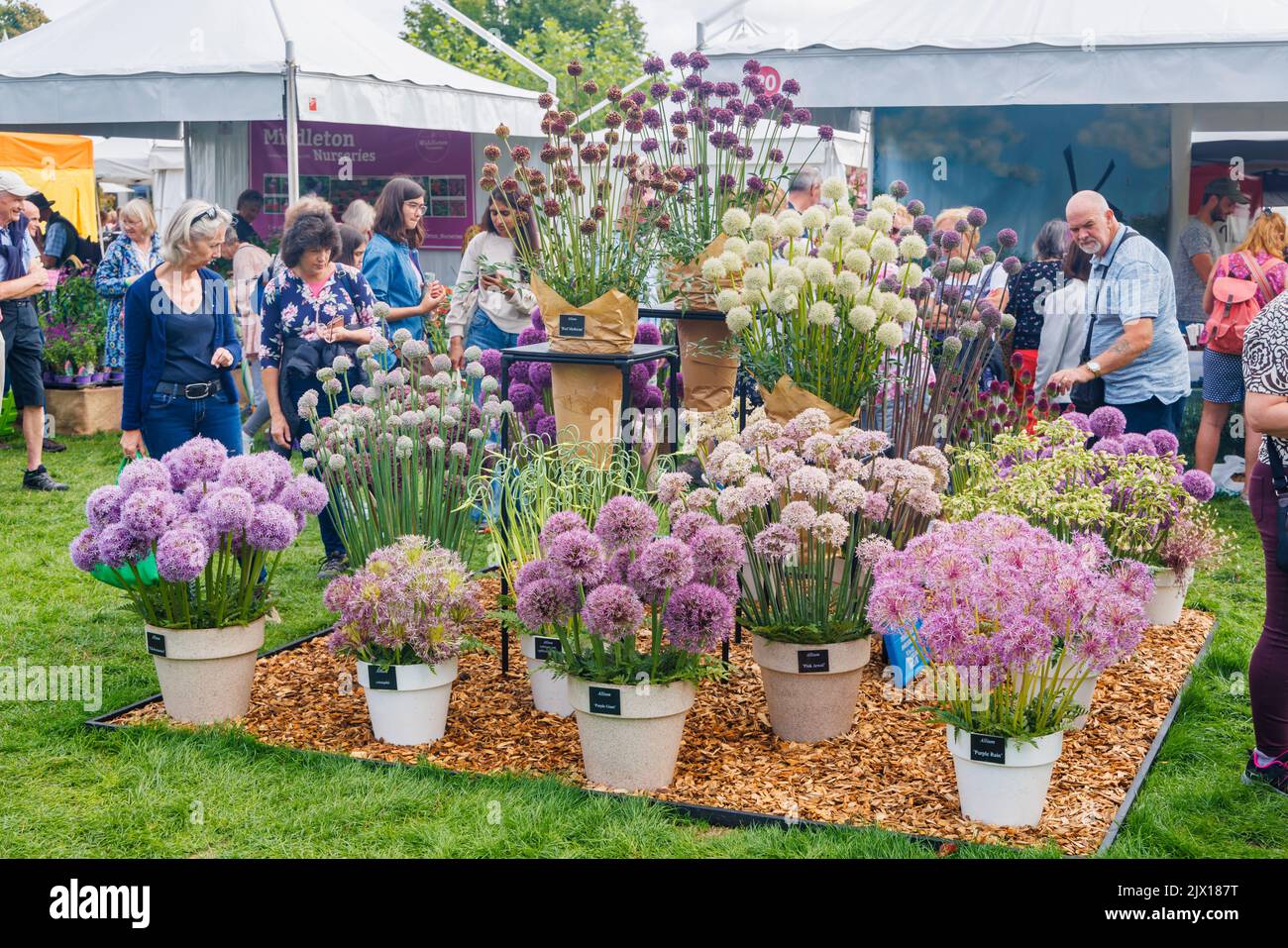 Display of alliums at a stall at the annual Wisley Taste of Autumn Festival in September at RHS Wisley, Surrey, south-east England Stock Photo