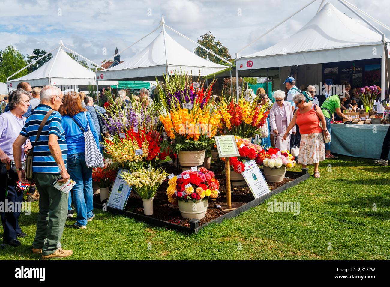 Stall with colourful gladioli display at the annual Wisley Taste of Autumn Festival in September at RHS Wisley, Surrey, south-east England Stock Photo