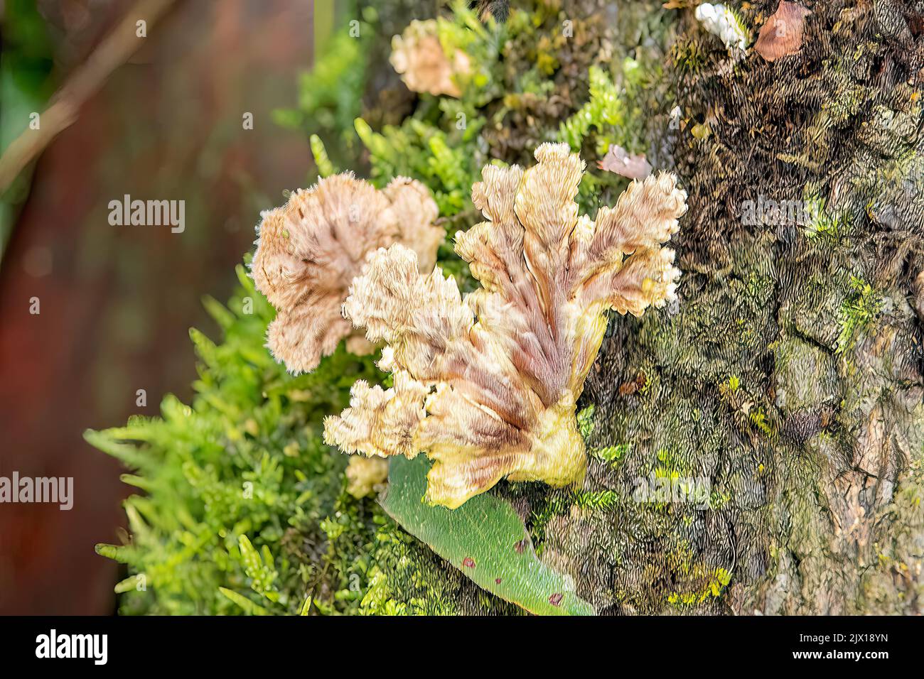 Schizophyllum commune, Split-gill Fungus Stock Photo