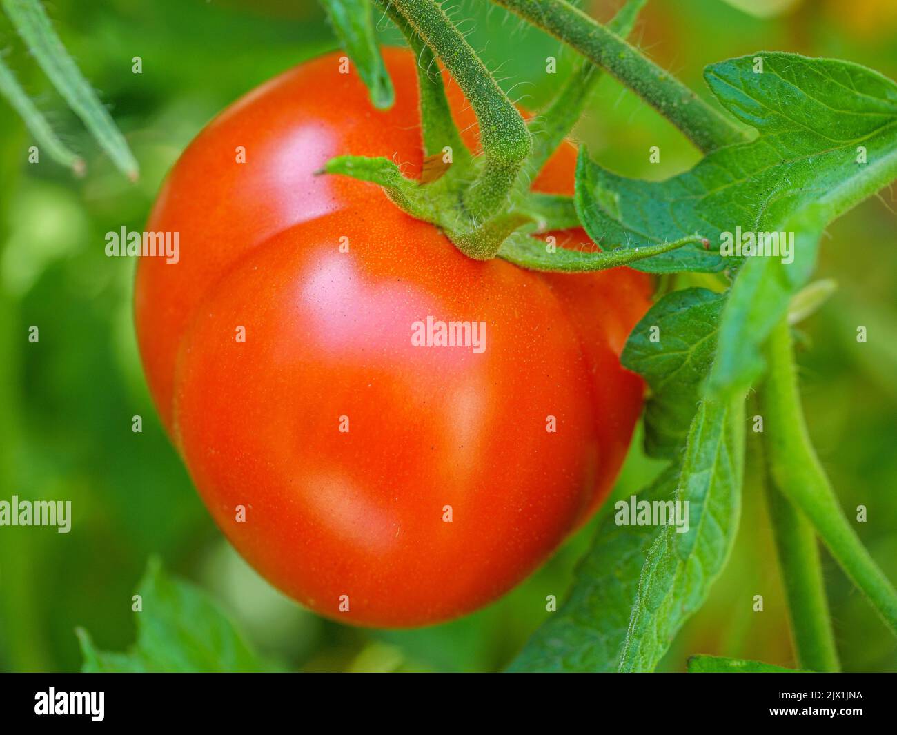 A bright red tomato plant ripening on the vine Stock Photo Alamy