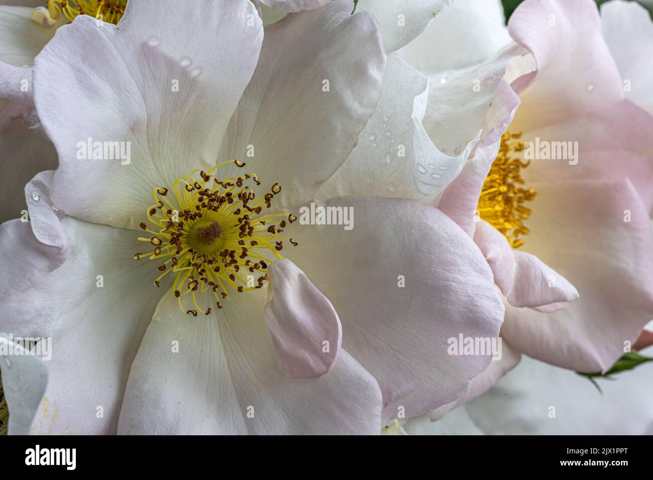 Flowers of ‘Sally Holmes’ Rose Stock Photo Alamy