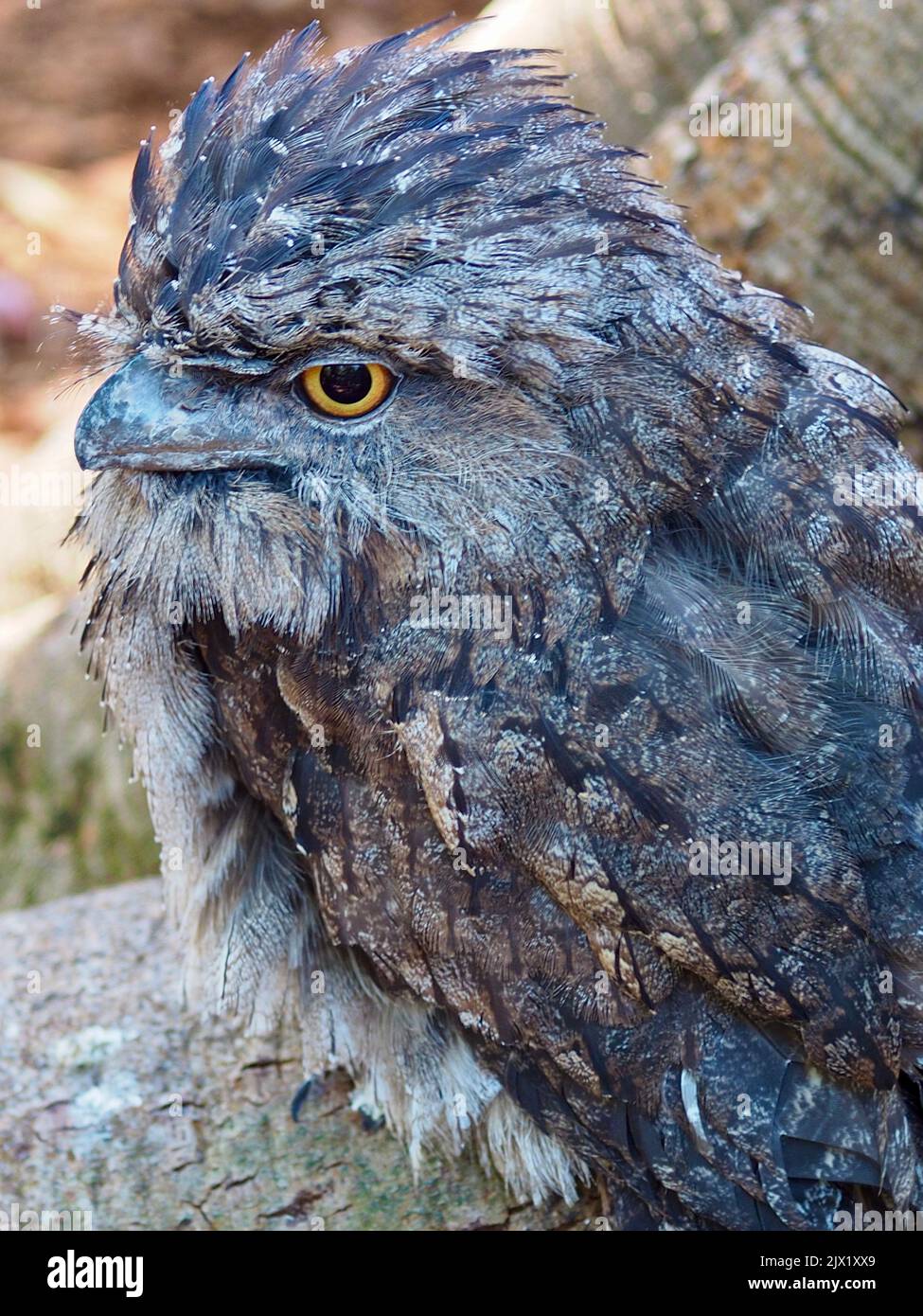 Exceptional marvellous Tawny Frogmouth camouflaged in a natural background. Stock Photo