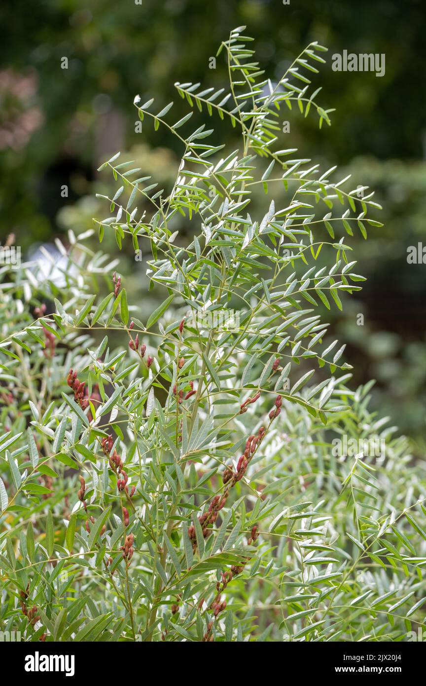 Botanical collection, Glycyrrhiza glabra or root liquorice medicinal