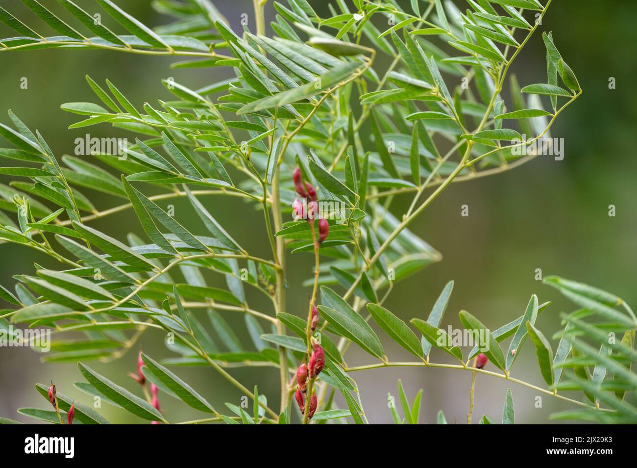 Botanical collection, Glycyrrhiza glabra or root liquorice medicinal