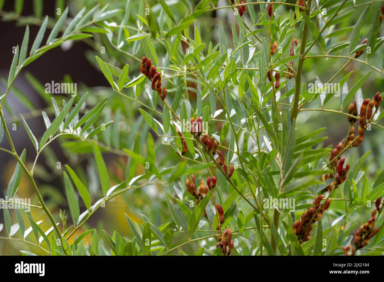 Botanical collection, Glycyrrhiza glabra or root liquorice medicinal