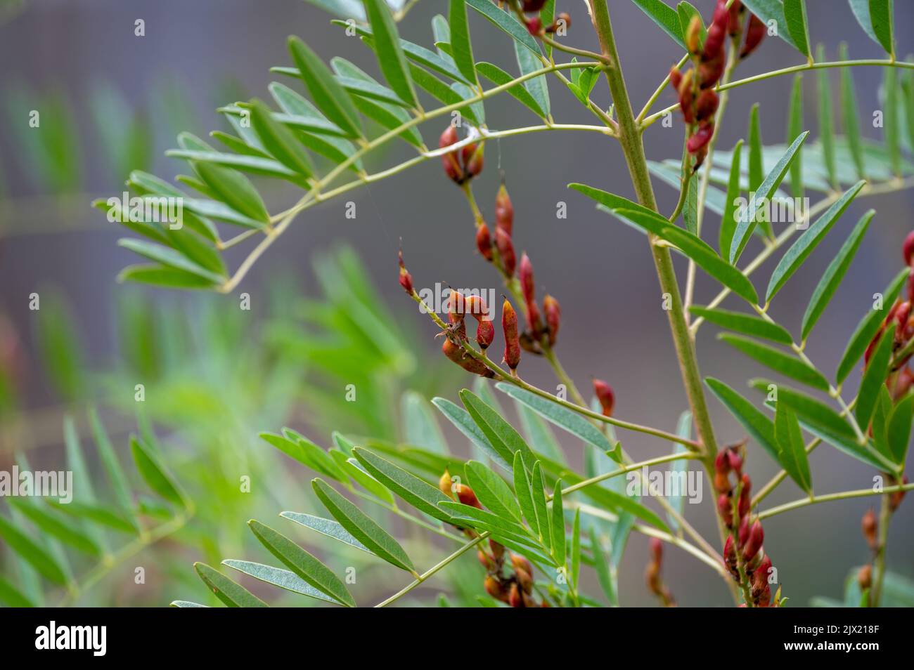 Botanical collection, Glycyrrhiza glabra or root liquorice medicinal