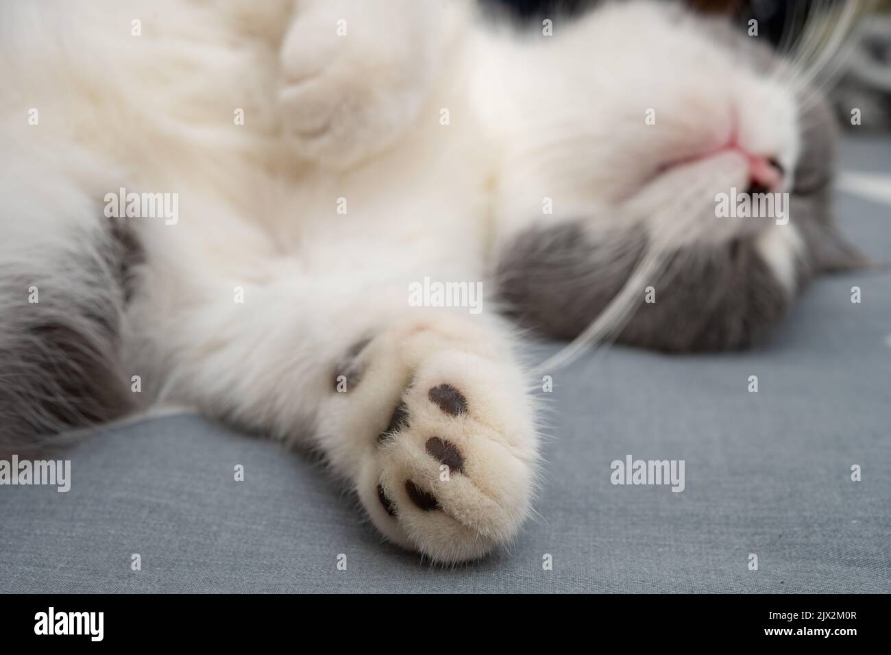 british short hair cat sleeping on the bed comfortablely Stock Photo