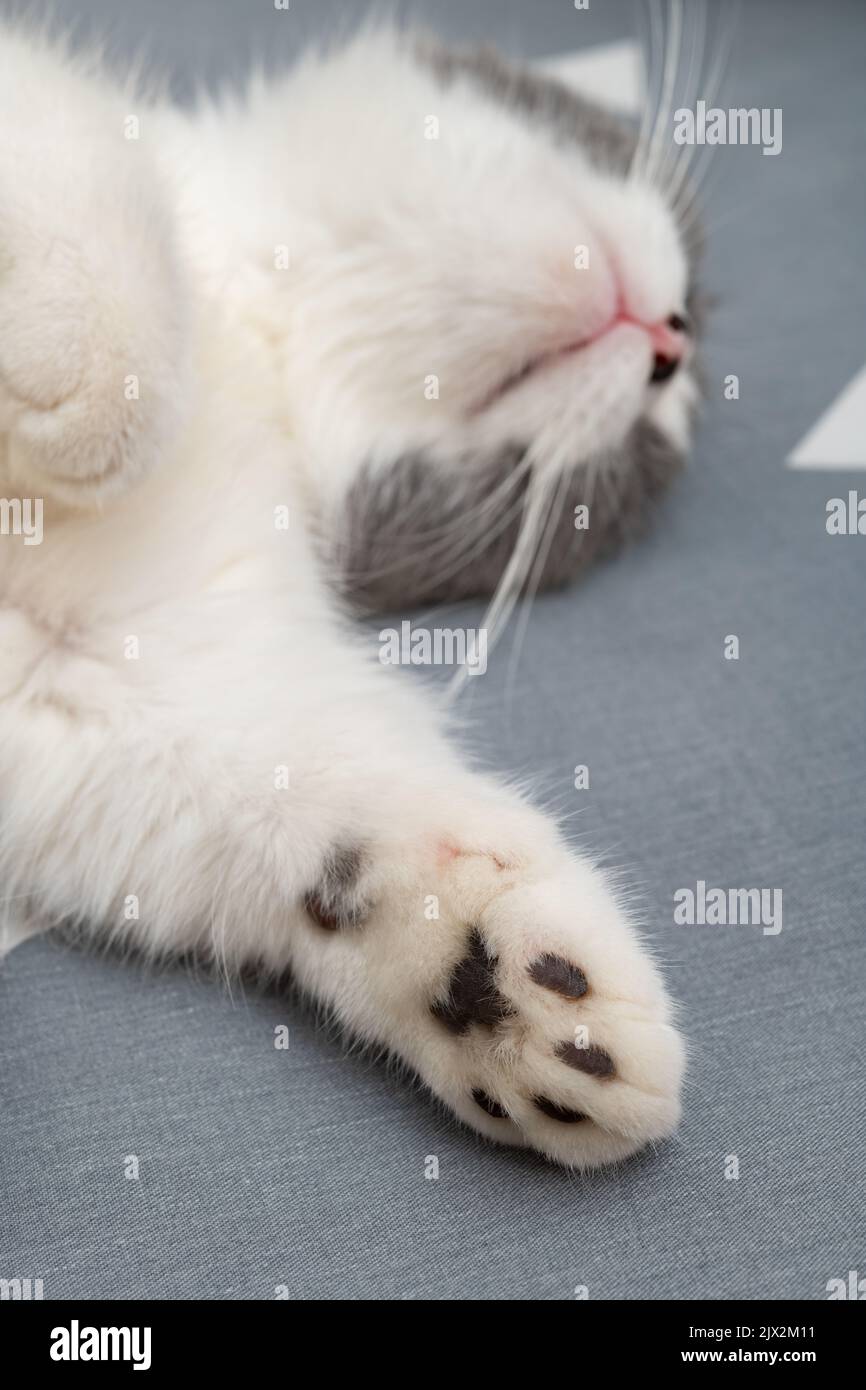 british short hair cat sleeping on the bed comfortablely vertical composition Stock Photo