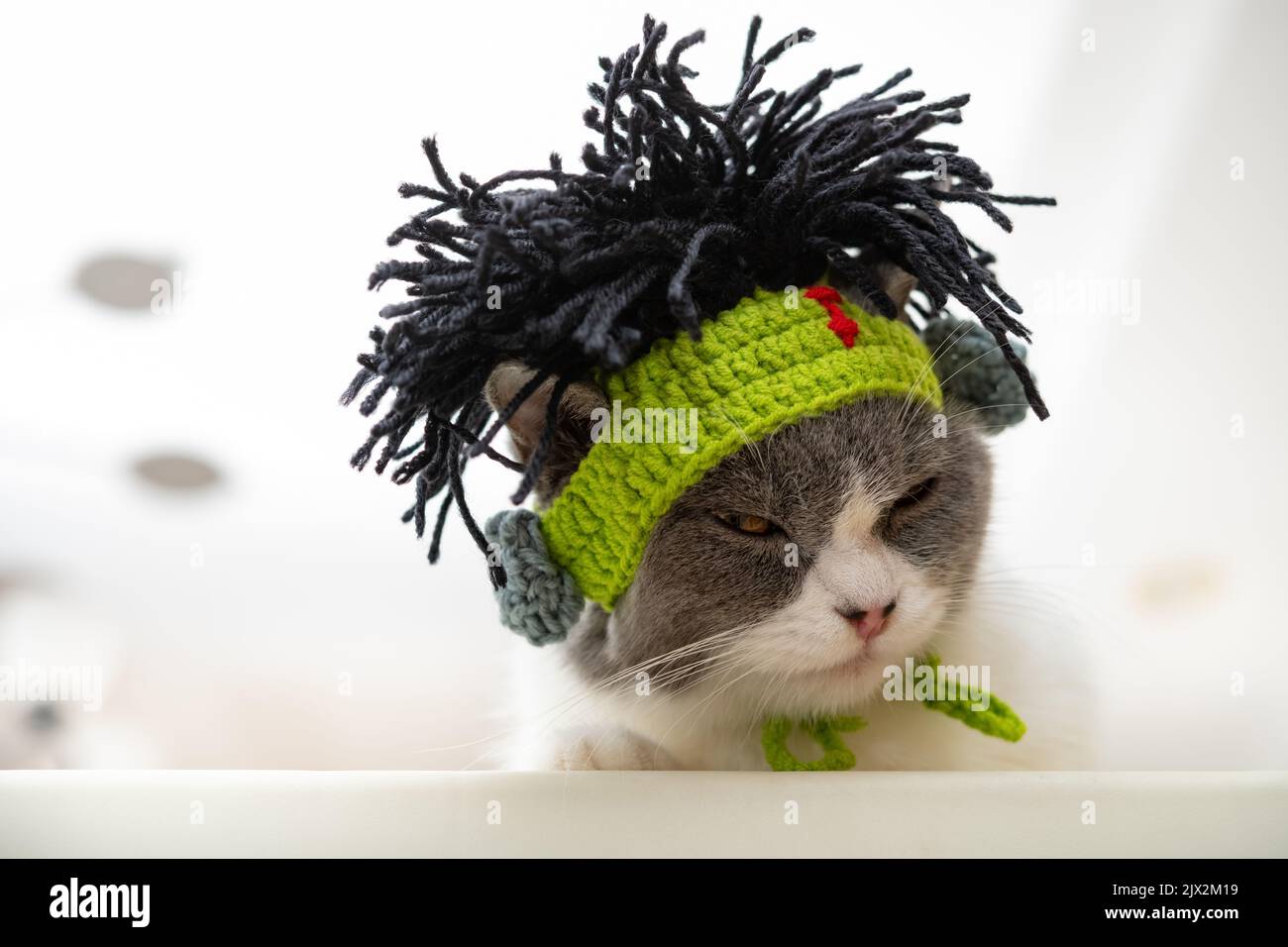 cute british shorthair cat wearing punk style funny hat with dummy hairs Stock Photo
