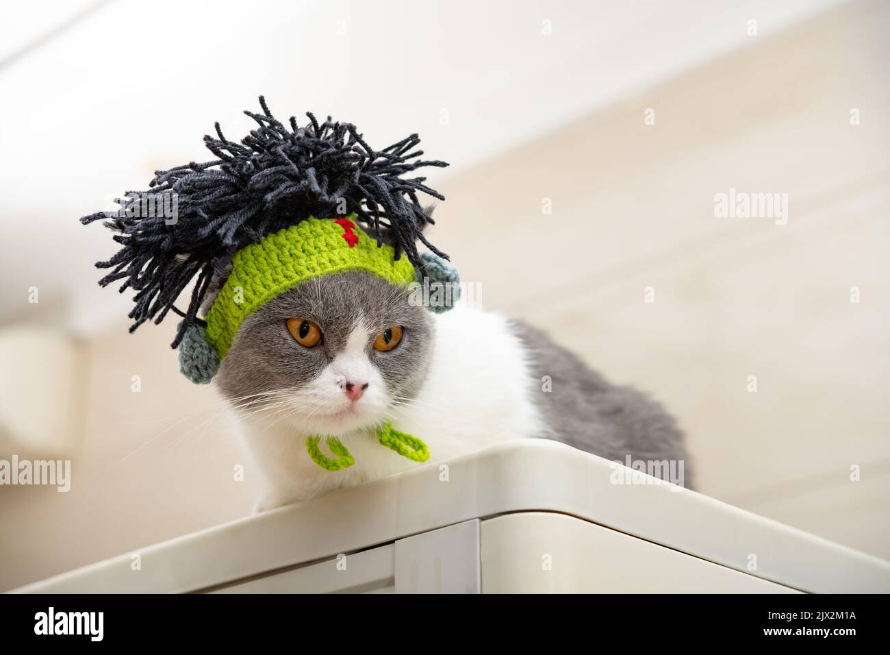 cute british shorthair cat wearing punk style funny hat with dummy hairs Stock Photo