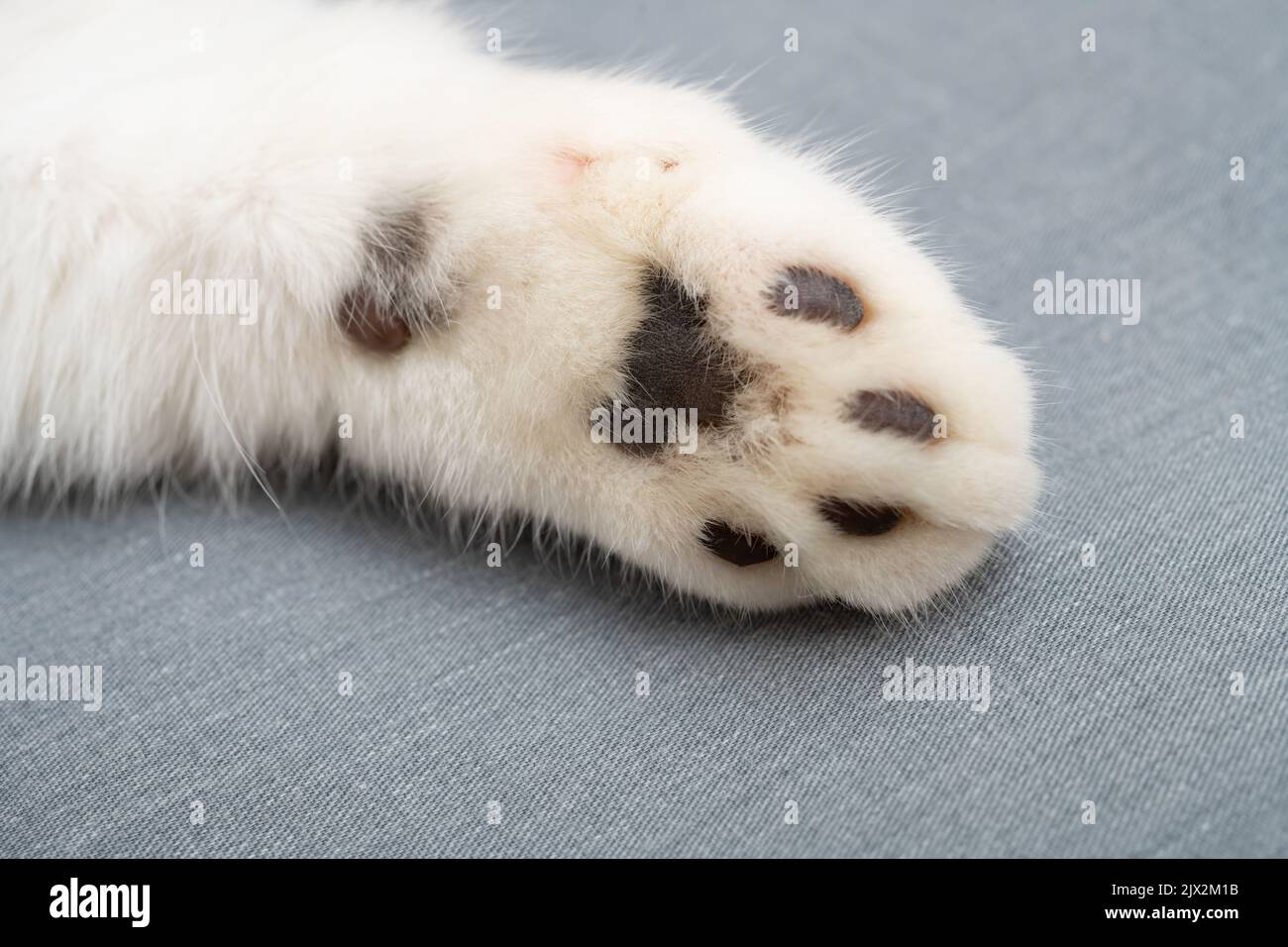 a cats paw close up Stock Photo