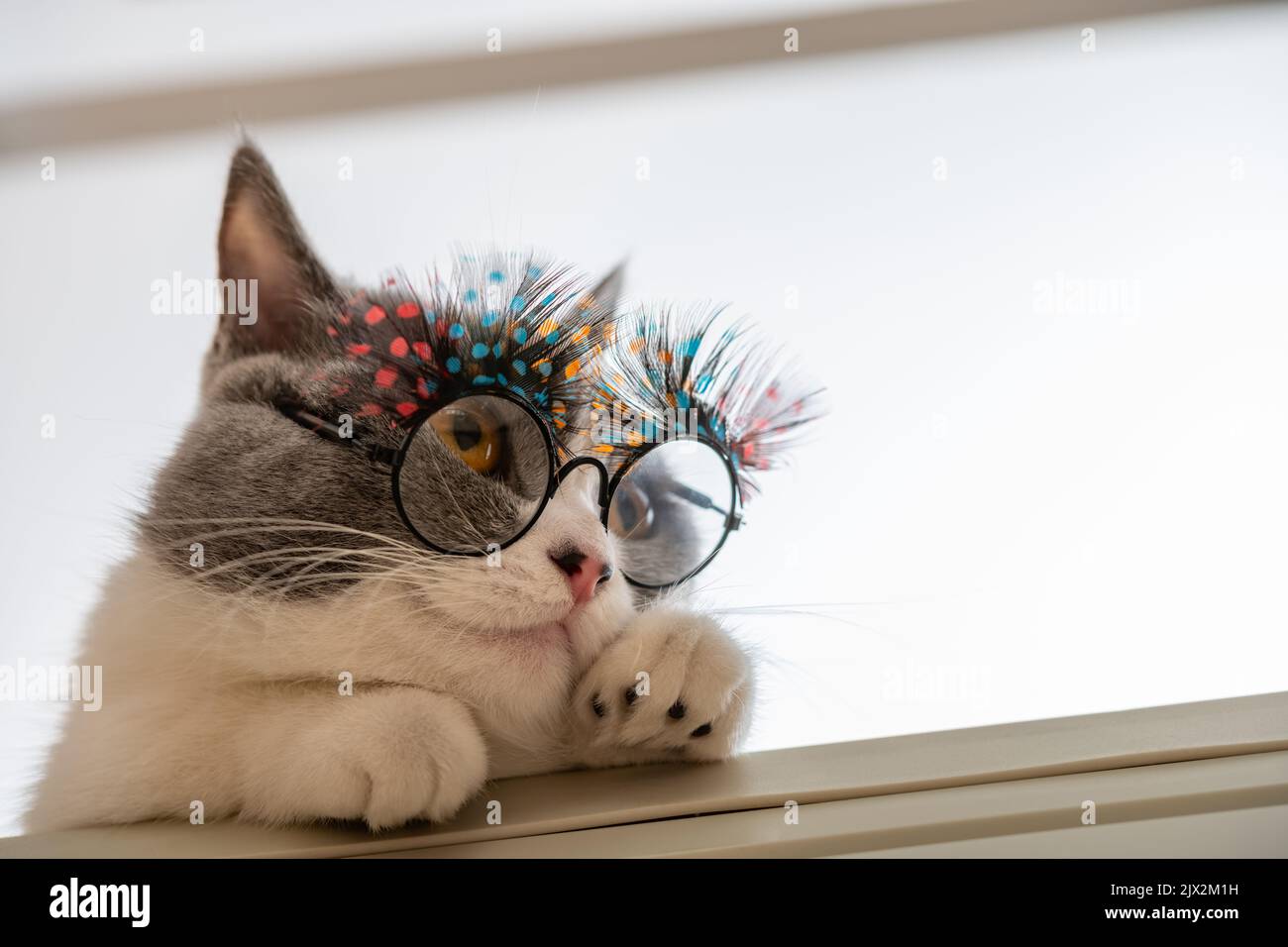 low angle view cute british shorthair cat wearing funny eyeglasses with beautiful eyelashes Stock Photo