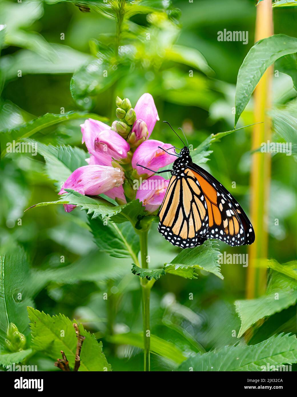 A Monarch Butterfly, Danaus plexippus, pollinating pink turtlehead flowers in a garden in Speculator, NY USA Stock Photo