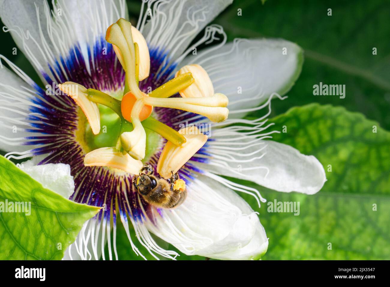 A bee pollinates a passion fruit flower. Imagine a close-up. Stock Photo