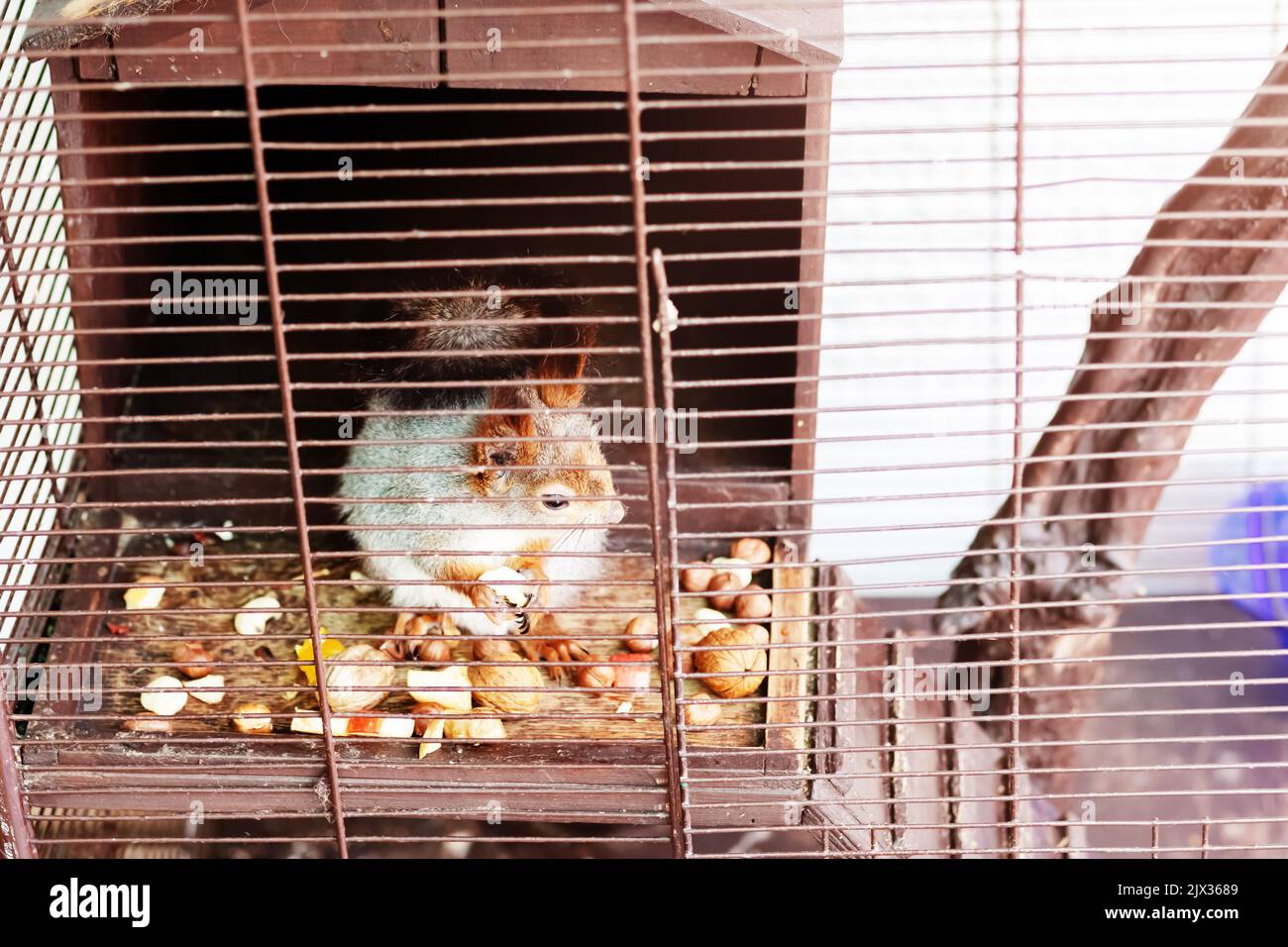 Squirrel in cage eats nuts. Cute forest squirrel Stock Photo