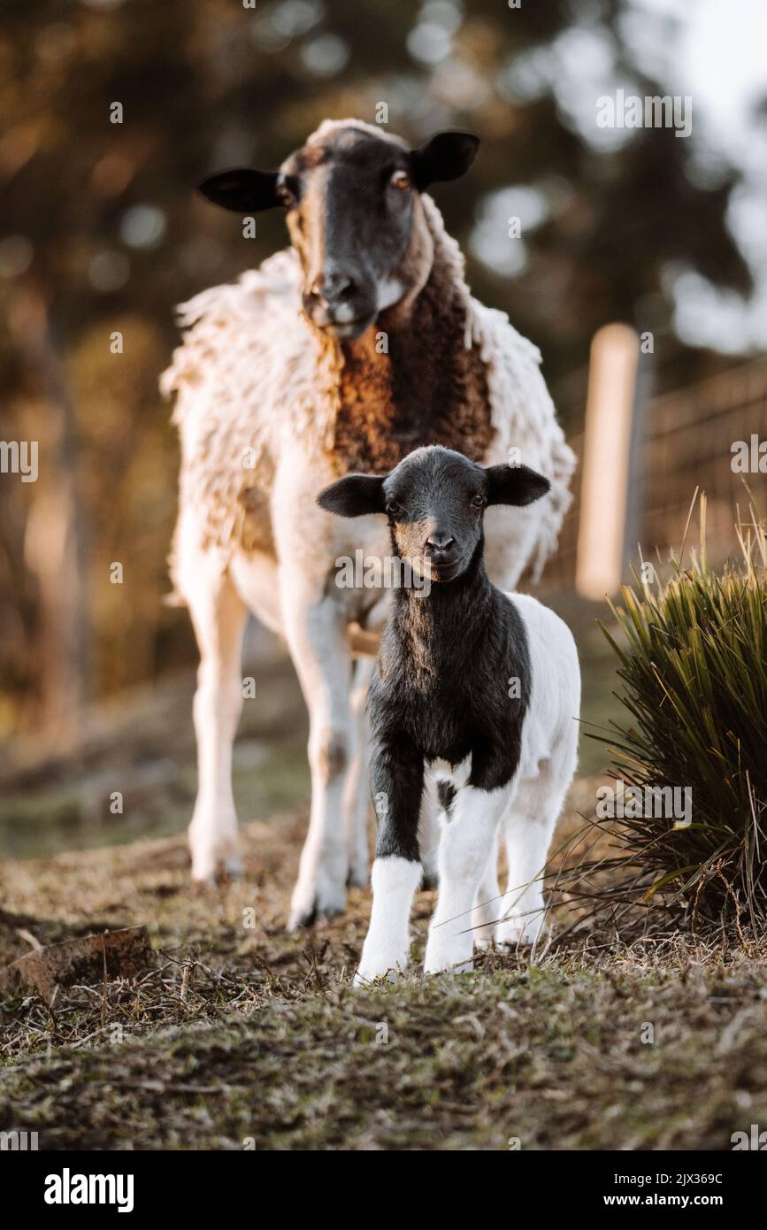 Mother sheep with baby lambs in a field in Spring. High quality photo ...