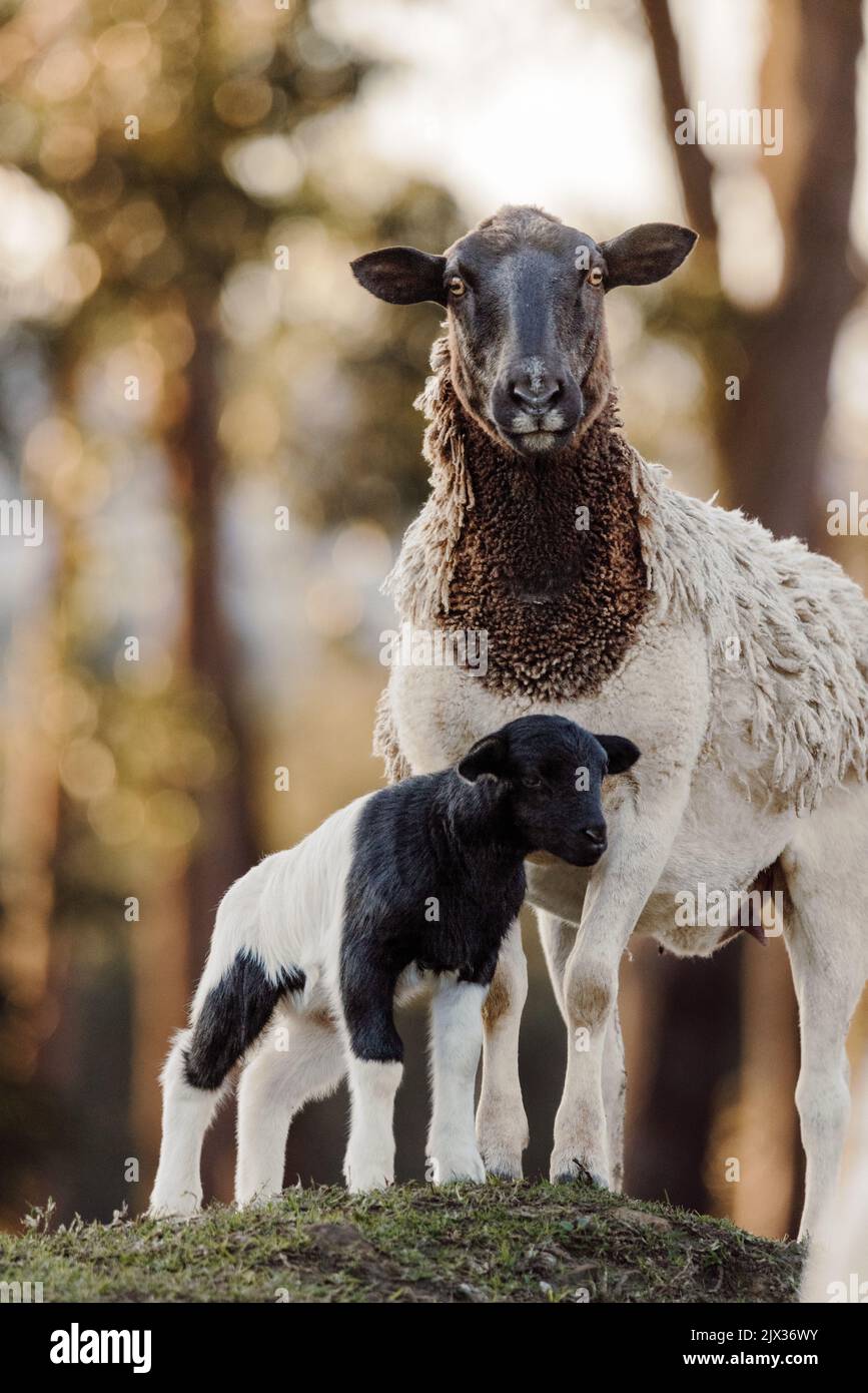 Mother sheep with baby lambs in a field in Spring Stock Photo - Alamy