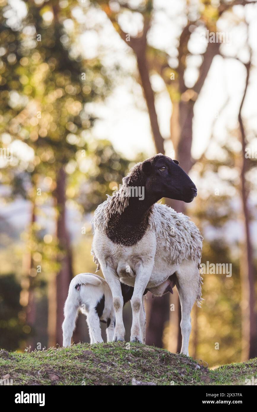 Mother sheep with baby lambs in a field in Spring Stock Photo - Alamy