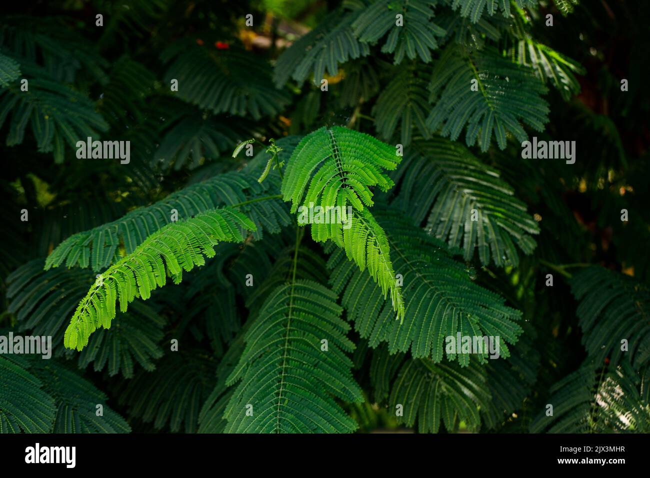 Tropical forest background, nature scene in green tone style, Stock Photo