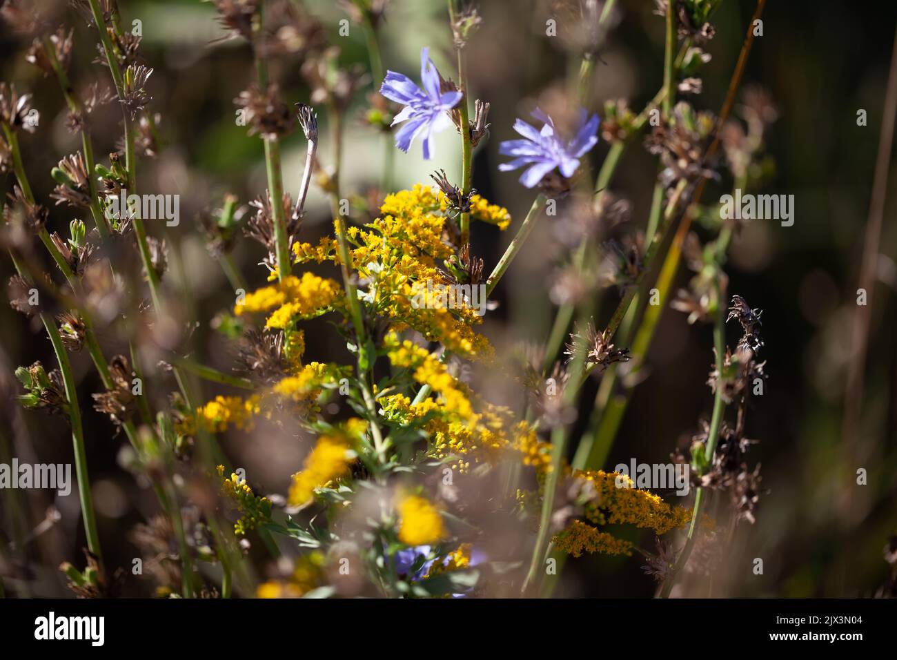 Yellow goldenrod and purple/blue chicory flowers. Stock Photo