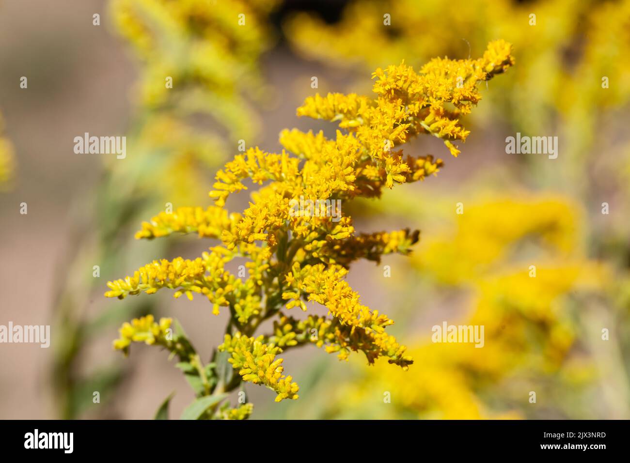 Goldenrod flower. Stock Photo