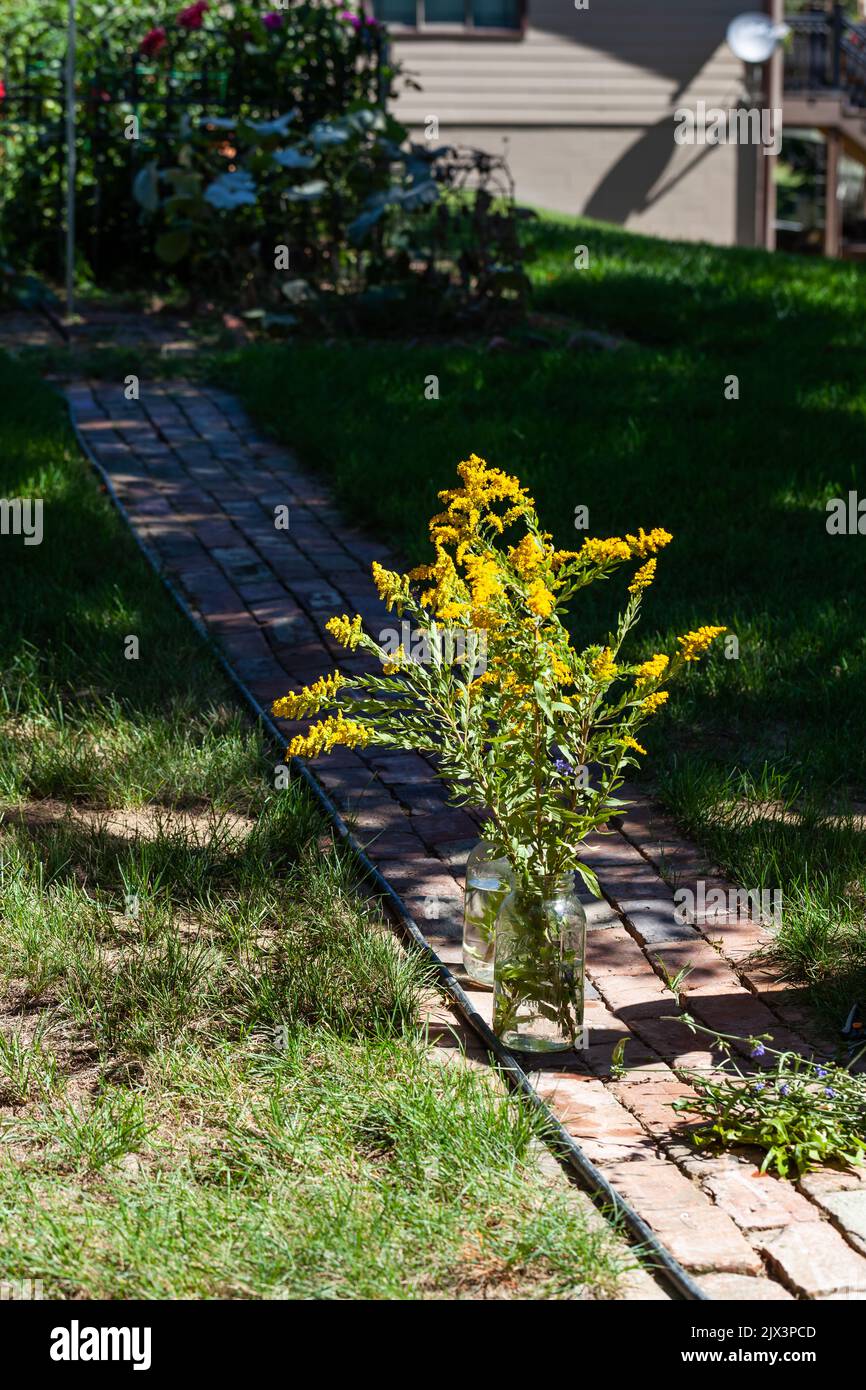 Solidago Rigida Landscape Design Solidago rigida bouquet hi-res stock photography and images - Alamy