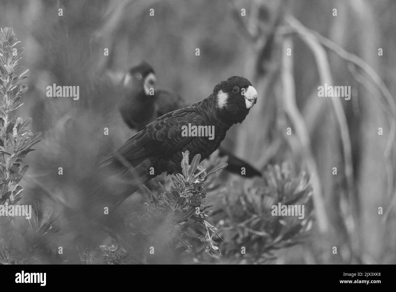 Yellow tailed black cockatoo Black and White Stock Photos & Images - Alamy