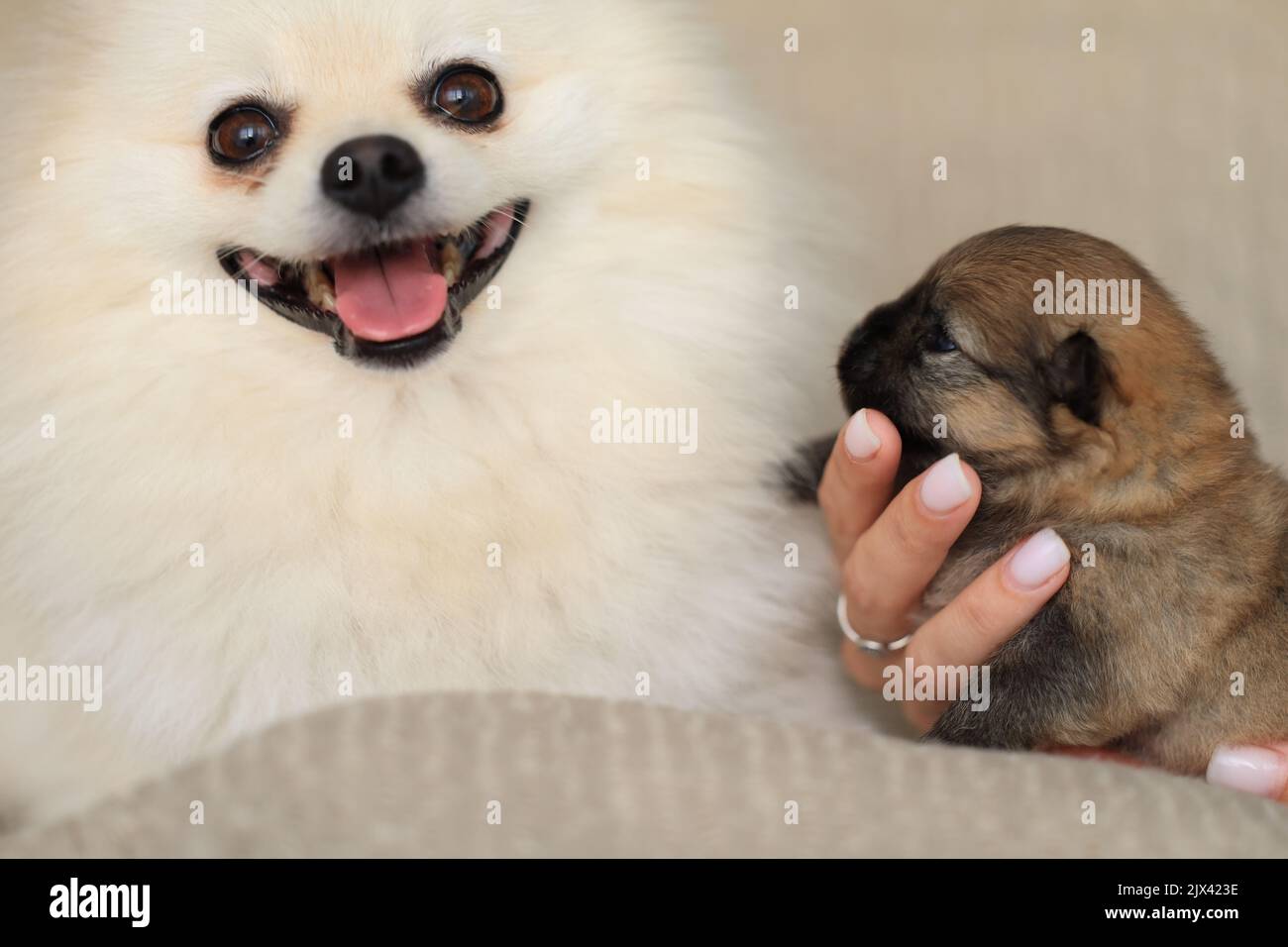 Cute fluffy adorable Pomeranian and little puppy Stock Photo