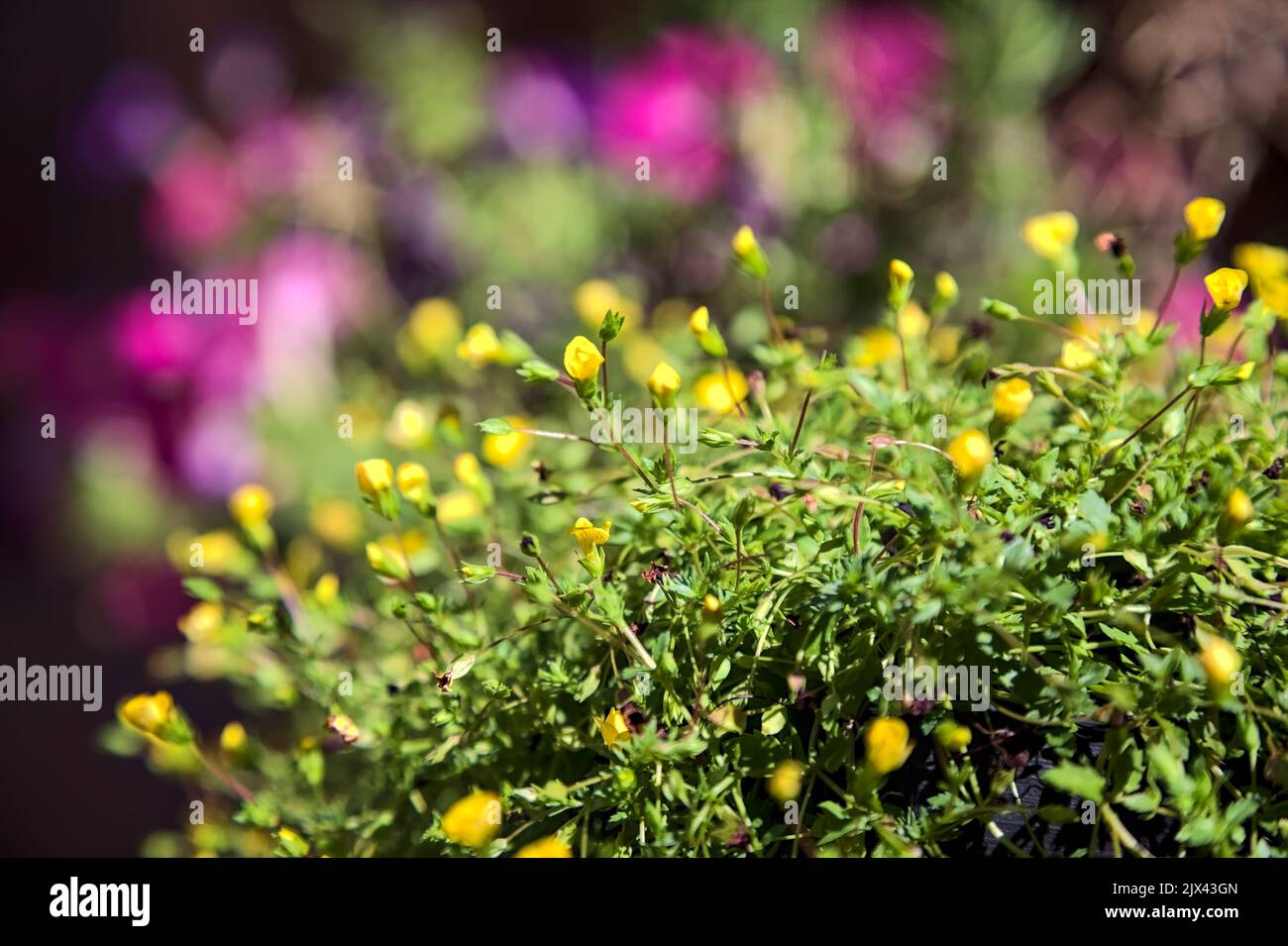 Purple daisy under sunlight hi-res stock photography and images - Alamy