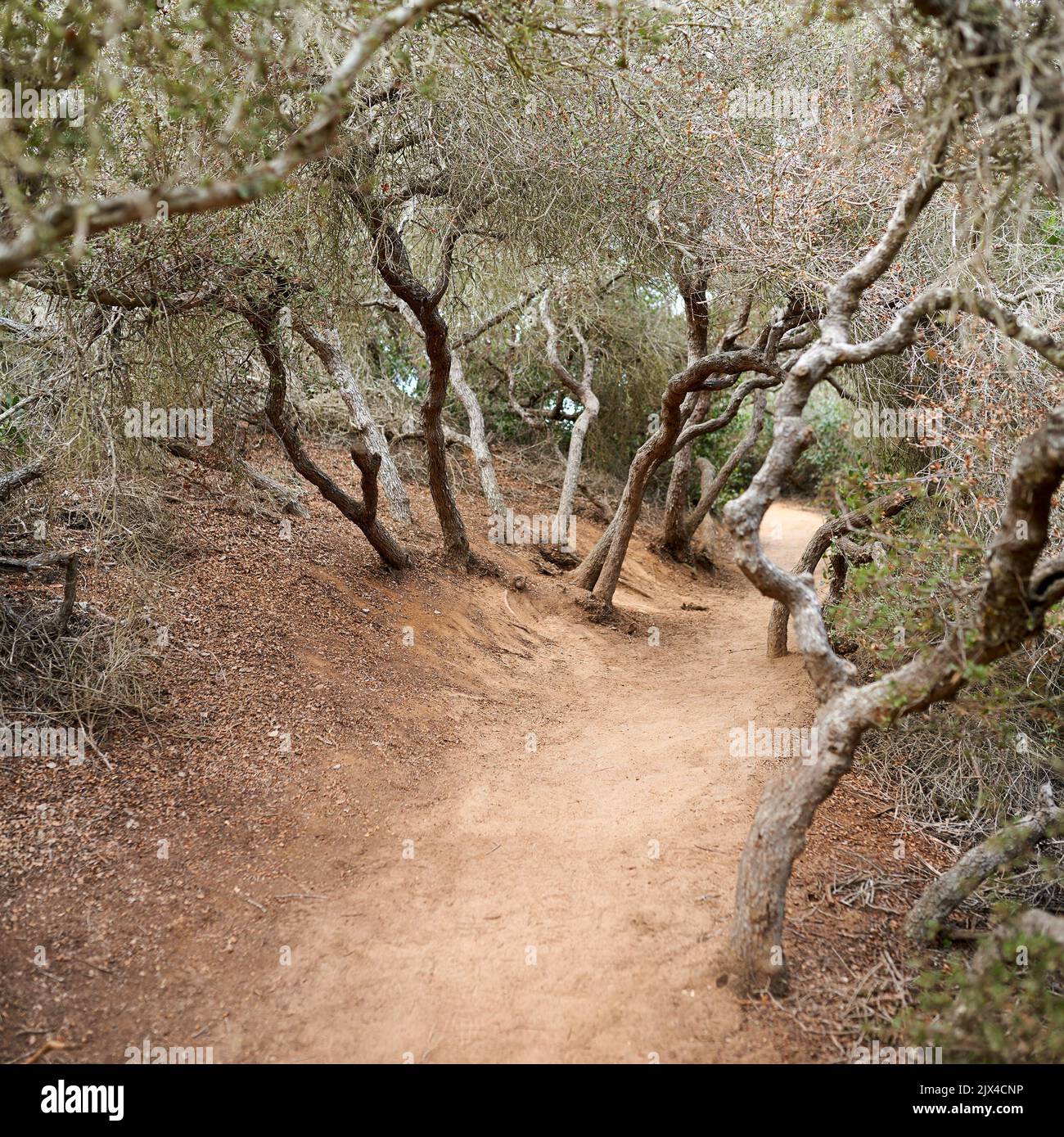 Torrey Pines State and Beach Park - San Diego, California, USA. The beautiful Torrey Pines Park, San Diego, California. Stock Photo