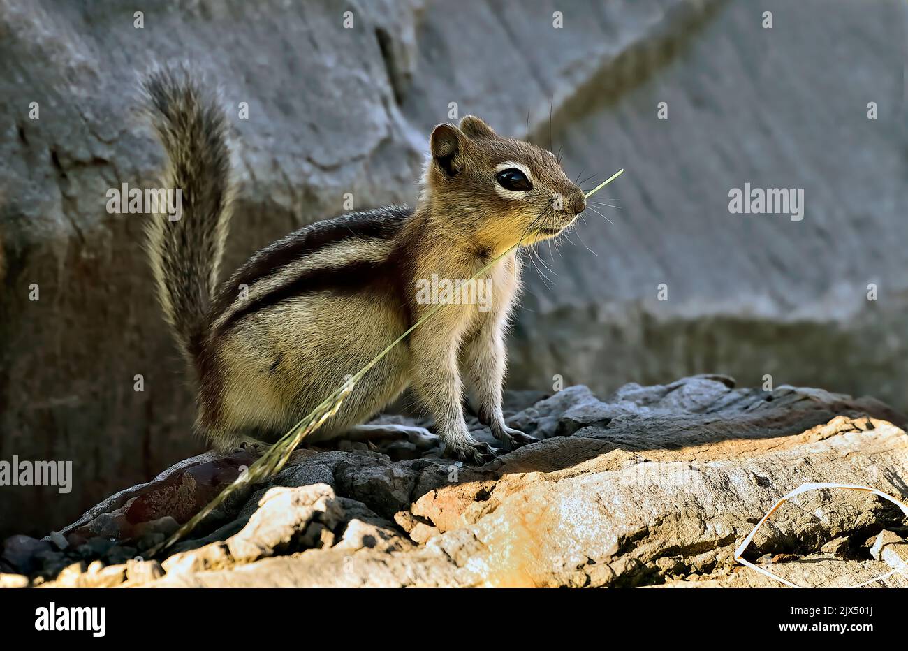 A Golden-mantled ground squirrel ' Callospermophilus lateralis', standing on a rock eating a blade of green grass in rural Alberta Canada. Stock Photo