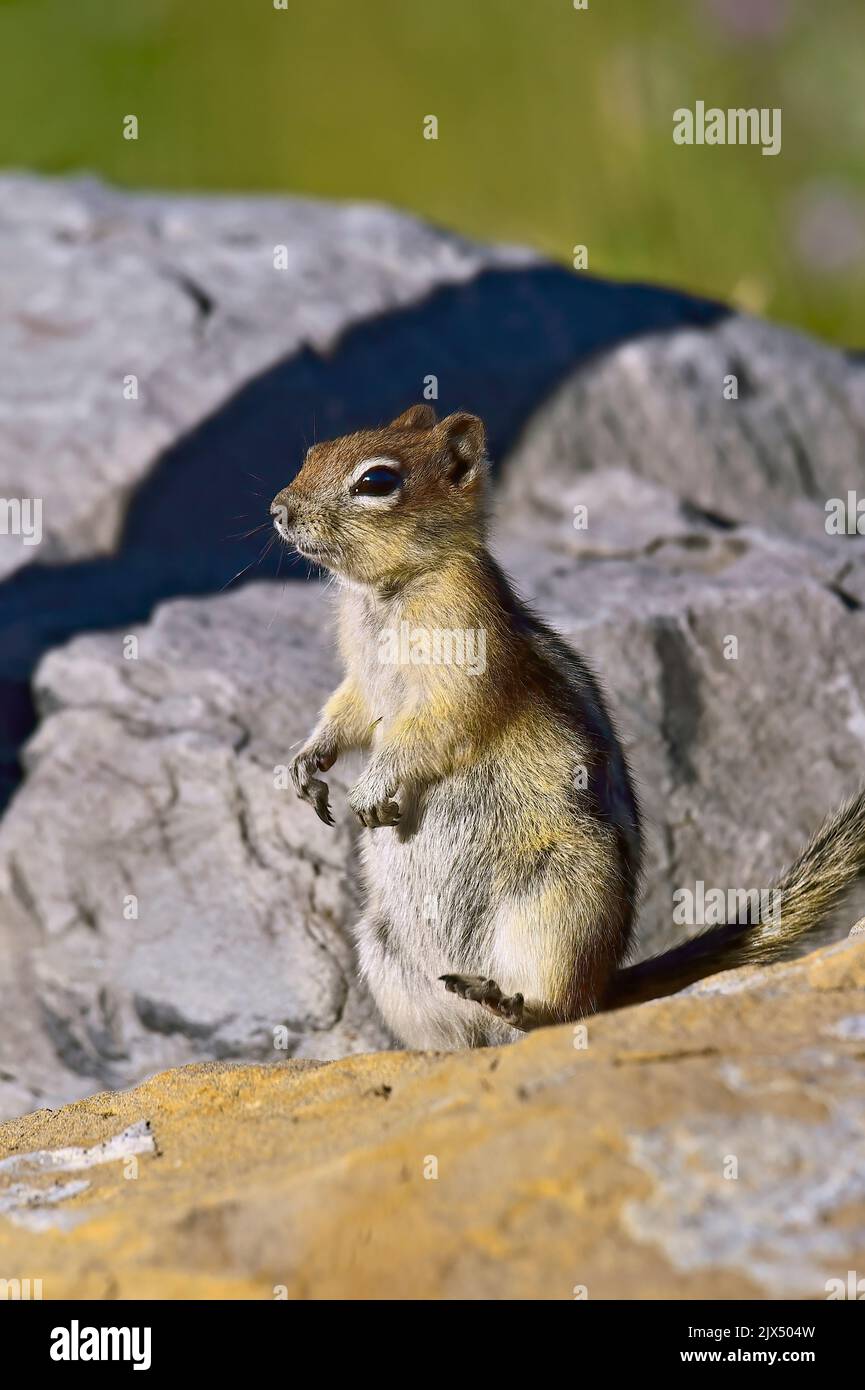 A Golden-mantled ground squirrel ' Callospermophilus lateralis', standing on a large rock looking around in rural Alberta Canada. Stock Photo