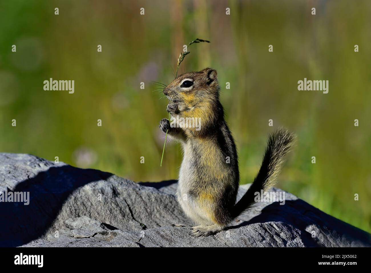 A Golden-mantled ground squirrel ' Callospermophilus lateralis', standing on a large rock eating a blade of green grass in rural Alberta Canada. Stock Photo