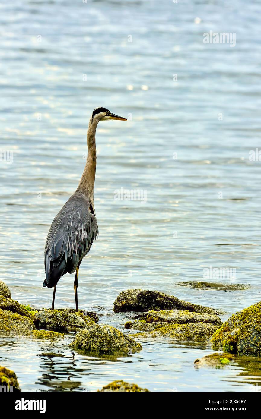An adult Great-blue heron (Ardea herodias),  standing at the shore on Vancouver Island British Columbia Canada. Stock Photo