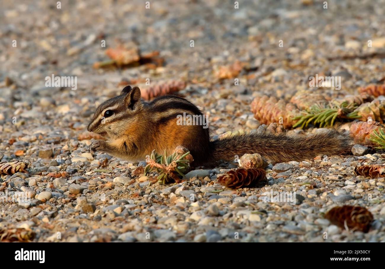 A side view of s least chipmunk, 'Eutamias minimus',feeding on some spruce cones that a red squirrel has dropped from a spruce tree. Stock Photo