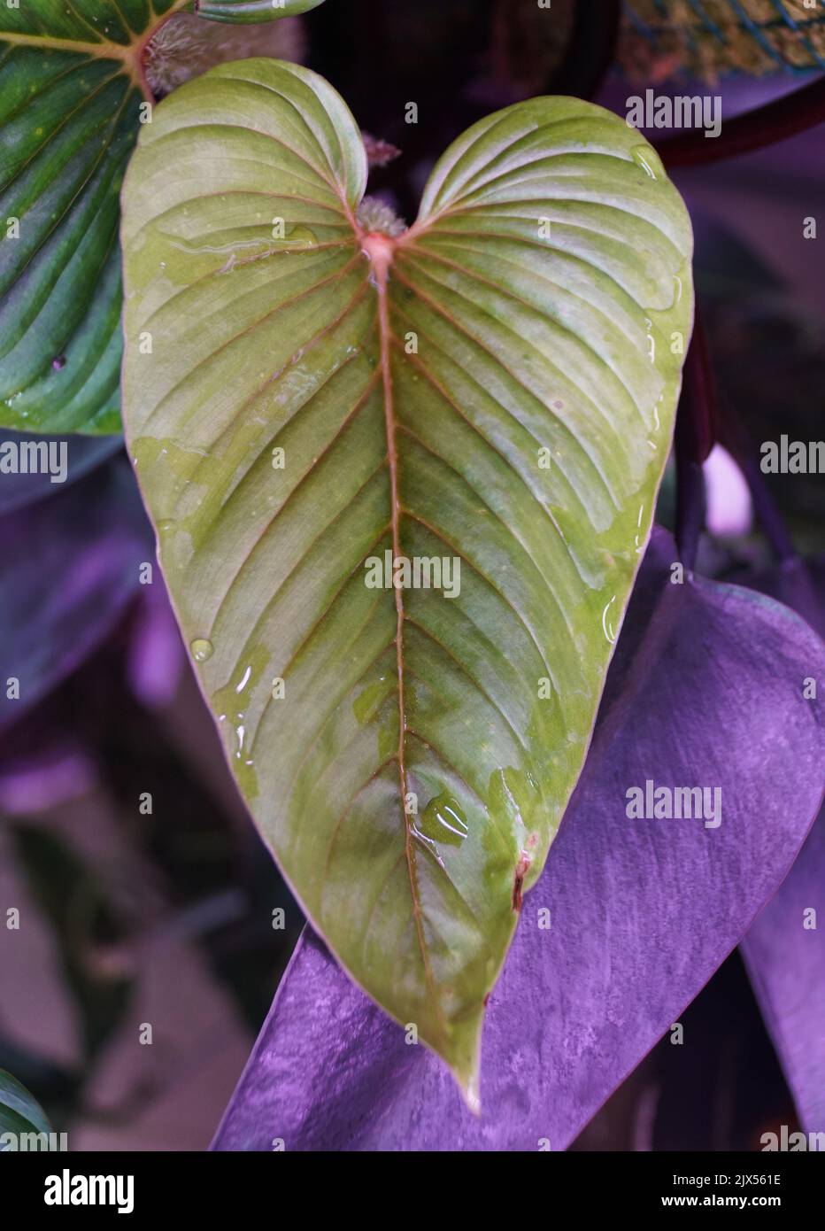 Close up of a beautiful green leaf of Philodendron Serpens, a rare tropical plant Stock Photo