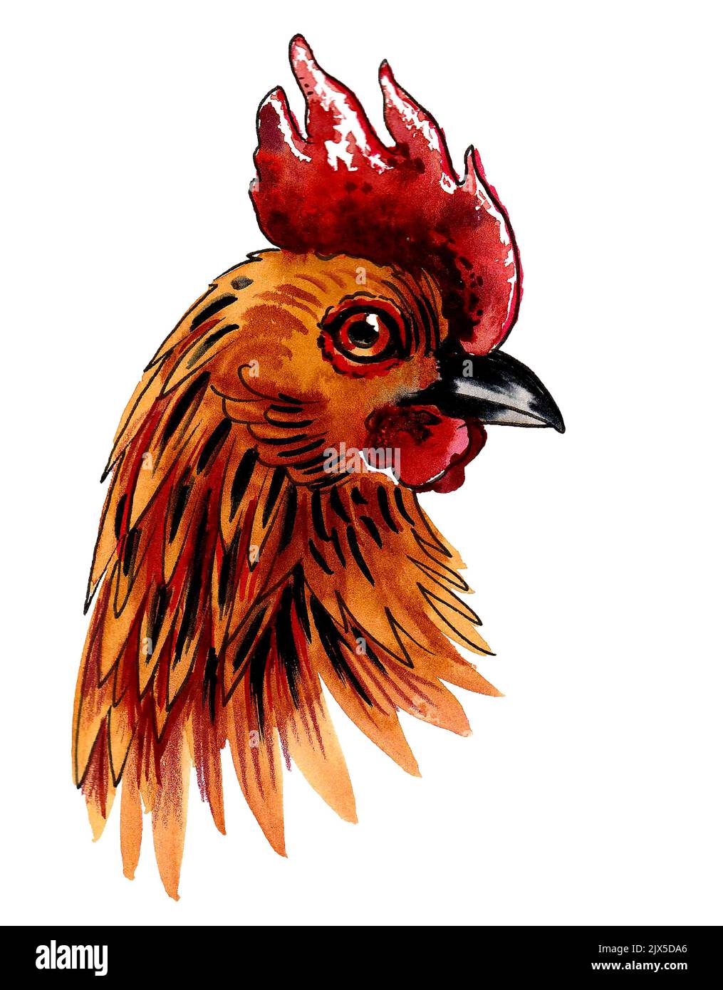 Hen bird head. Ink and watercolor drawing Stock Photo Alamy