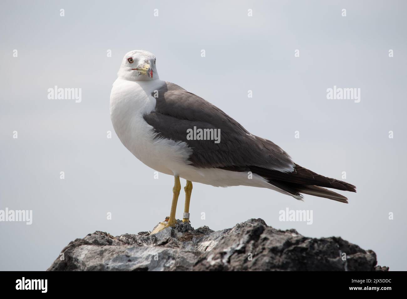 Black tailed seagull with tag on leg Stock Photo