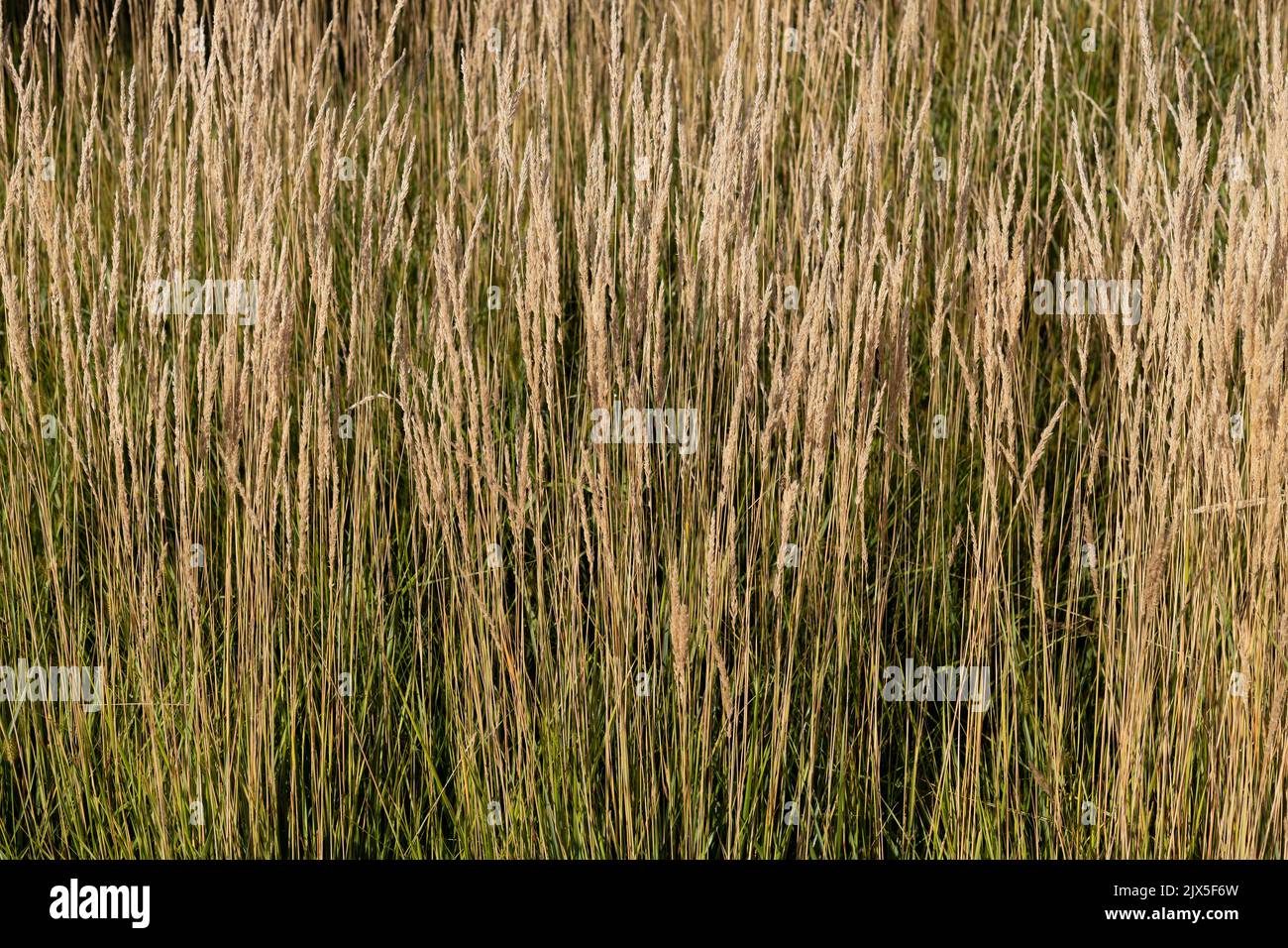 Calamagrostis acutiflora 'Karl Foerster' feather reed grass. Stock Photo