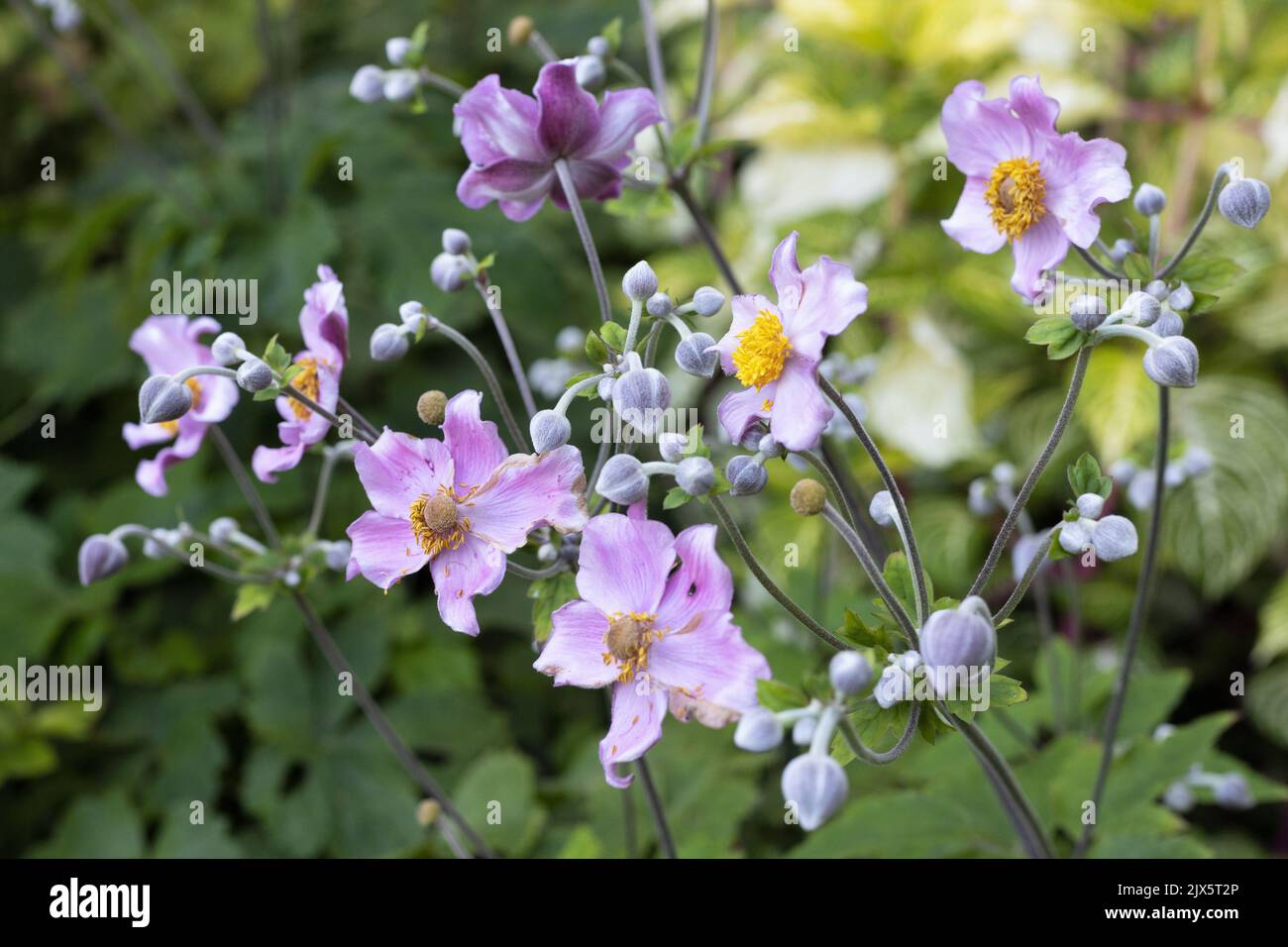 Anemone x hybrida tomentosa 'Robustissima' flowers. Stock Photo