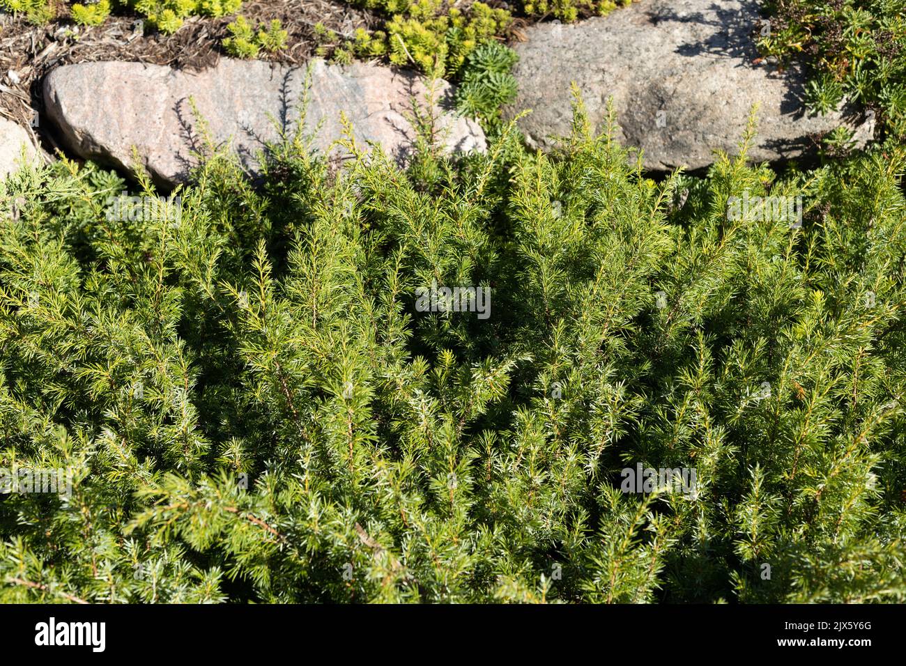 Juniperus communis var. depressa 'Reedak Copper Delight' common juniper. Stock Photo