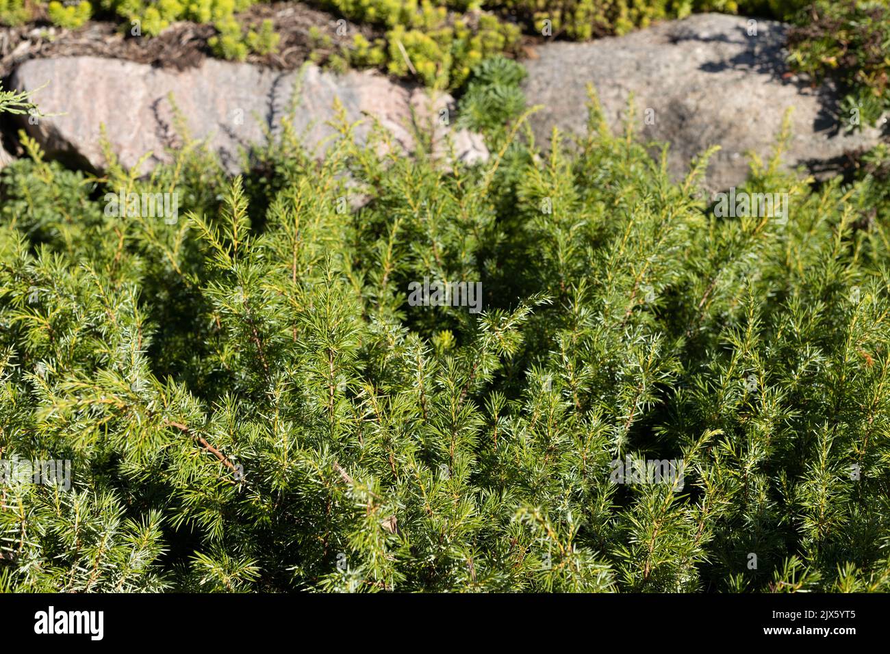 Juniperus communis var. depressa 'Reedak Copper Delight' common juniper. Stock Photo
