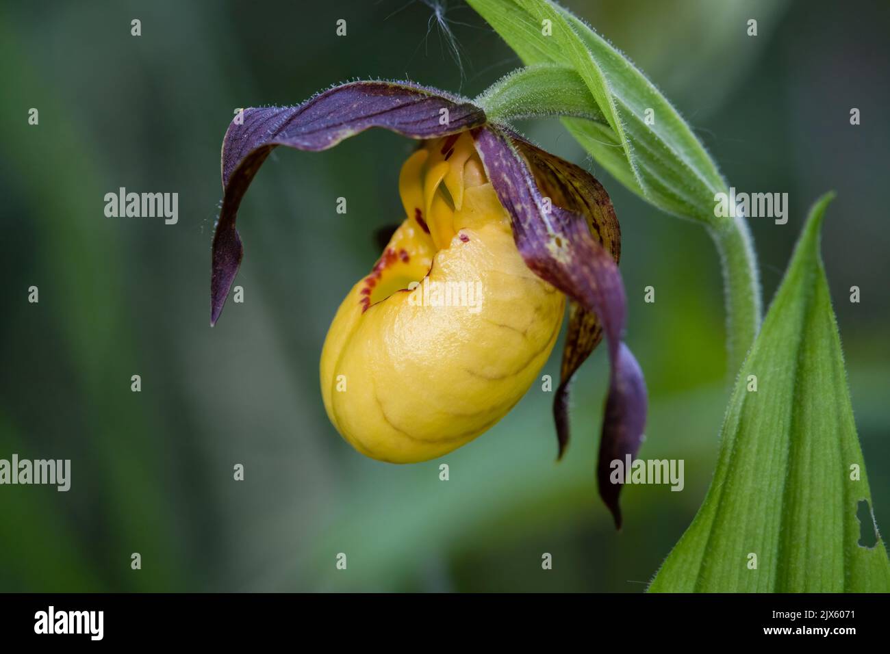 A Small Yellow Lady's Slipper orchid grows in a small forested area alongside an abandoned road near farms in the Kawartha area of Ontario, Canada. Stock Photo