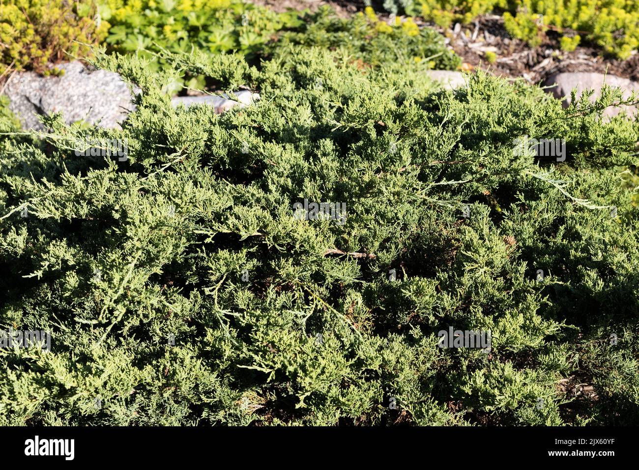 Juniperus Chinensis 'Sea Spray' Chinese Juniper. Stock Photo