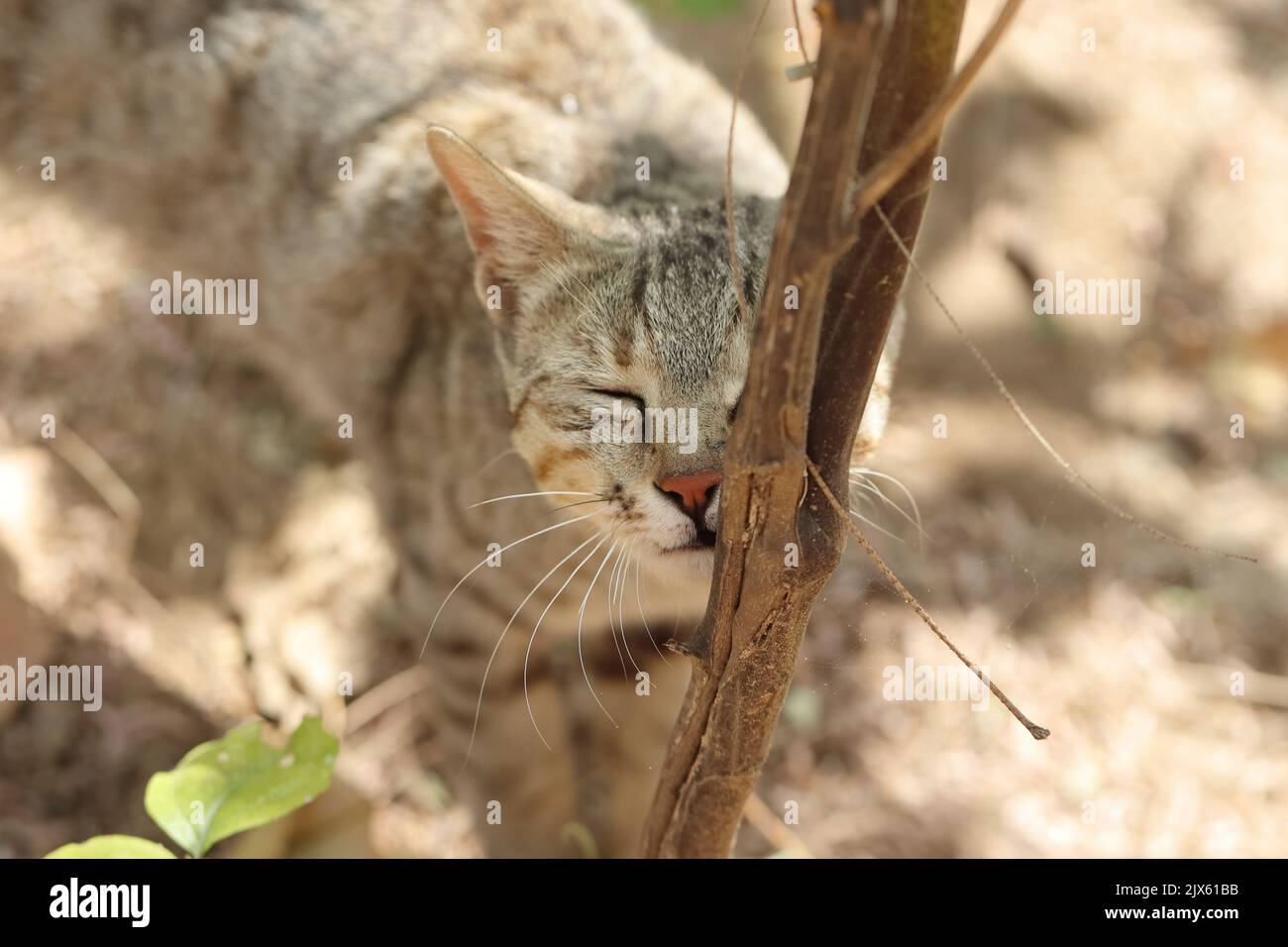 Closeup photo of A cat smell the trunk of a small tree Stock Photo Alamy